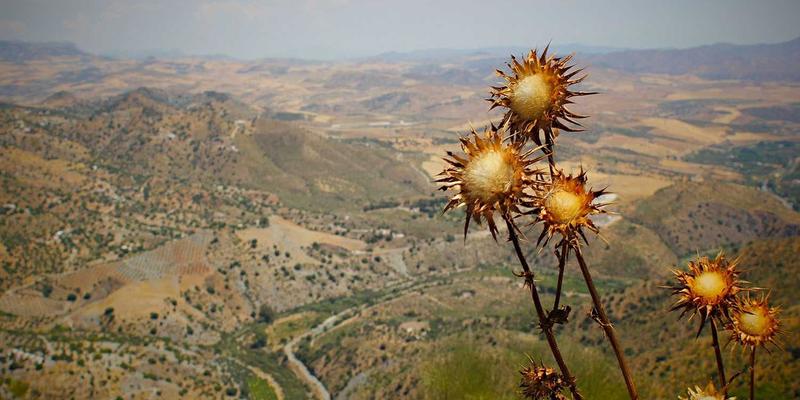 微晶玻璃灶具面板：GLS Glass如何通过材料科学实现千度高温不爆裂？