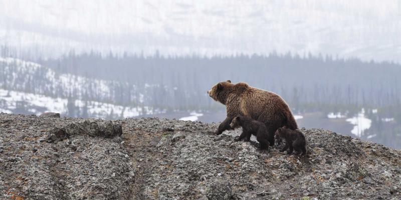 药用玻璃包装：中性硼硅玻璃与低硼硅玻璃在疫苗瓶中的关键作用 | GLS Glass定制玻璃解决方案